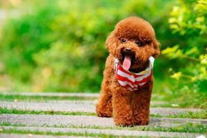 Cijene štenaca pasmine pudlica